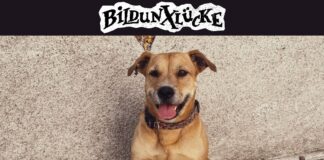 Bildunxlücke veröffentlichen erste Single „Hunde“