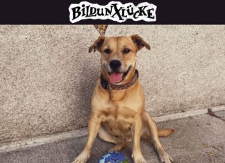 Bildunxlücke veröffentlichen erste Single „Hunde“