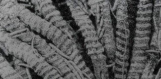 Eastwood - Antibiose (2021)