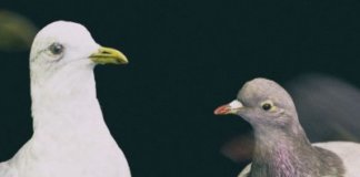 Selbstbedienung – Zu Hause