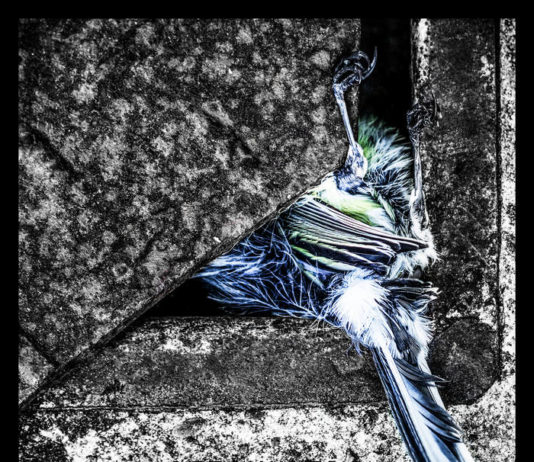 Zeit – Betonkrebs ::: Review (2021) Zeit - Betonkrebs (2021)