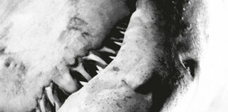 Piranoid - Verirrte Projektionen