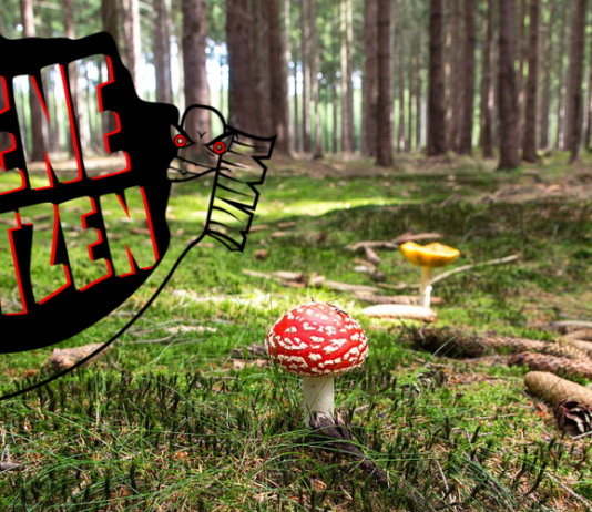 Naturschutzbund berichtet: Wieder mehr Metalbands in heimischen Wäldern gesichtet!